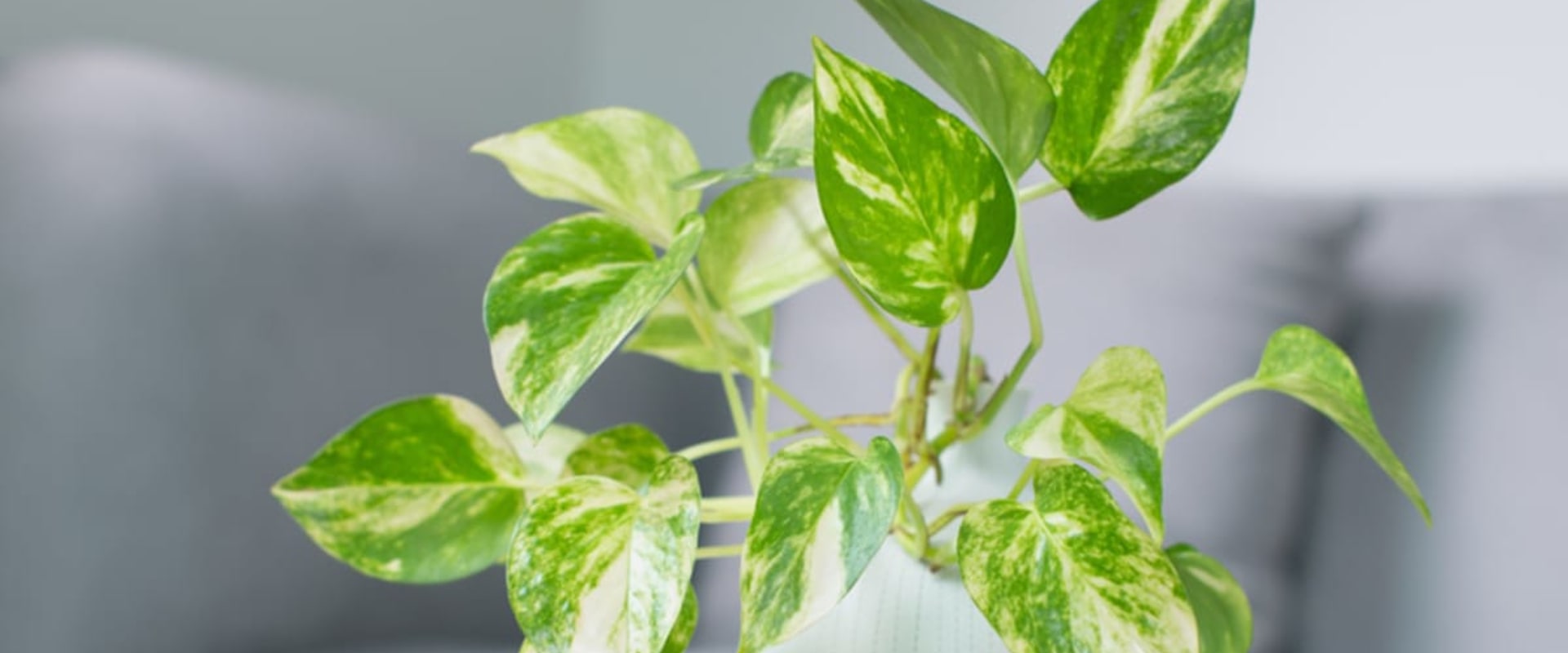 How do the Best Air Purifying House Plants Support Long-Lasting Results From Vent Cleaning in Davie FL?