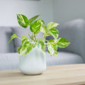 How do the Best Air Purifying House Plants Support Long-Lasting Results From Vent Cleaning in Davie FL?