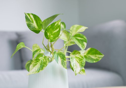 How do the Best Air Purifying House Plants Support Long-Lasting Results From Vent Cleaning in Davie FL?